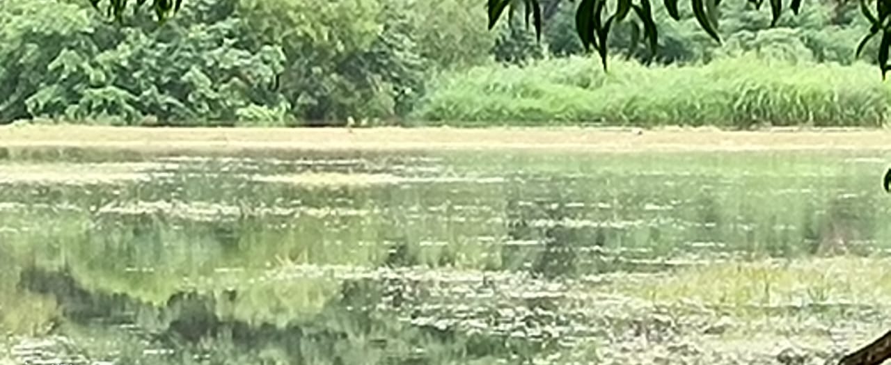 अवकाळी पावसामुळे भात पिकाचे मोठे नुकसान