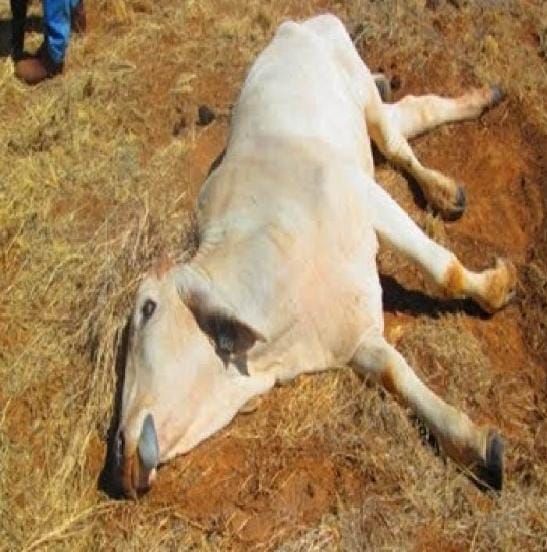 डिकवल येथे शेपटी रोगाने गुरांचा मृत्यू