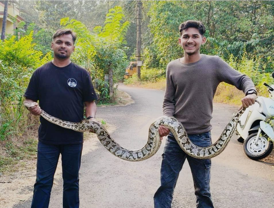 बांदा नाका परिसरात शिरलेल्या ९ फुटी अजगराला सर्पमित्र हेरेकर यांनी सोडले नैसर्गिक अधिवासात.