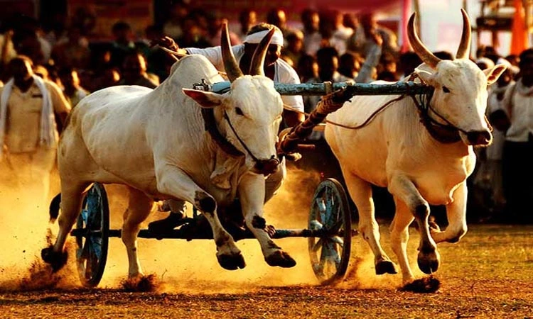 मालोंड माळ येथे २० एप्रिल रोजी राज्यस्तरीय बैलगाडा शर्यत स्पर्धा
