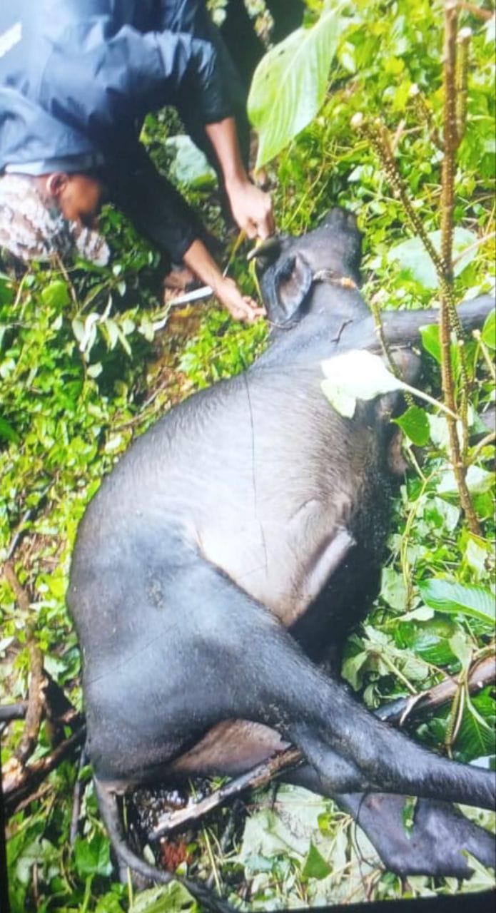 हळदीचे नेरूर येथे वाघाचा म्हैशींच्या कळपावर हल्ला
