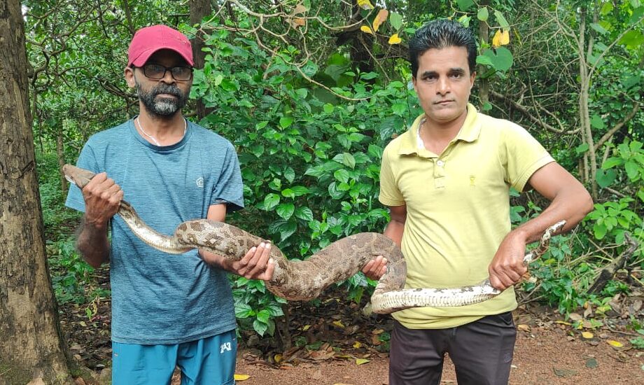 पाच फुटी अजगला सर्पमित्रांकडून जिवदान