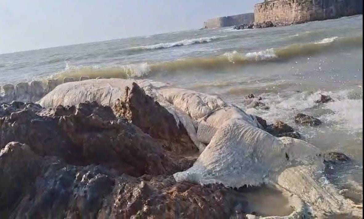 किल्ले सिंधुदुर्ग नजीक शार्क माशाचा कुजलेल्या अवस्थेतील भलमोठा सांगाडा