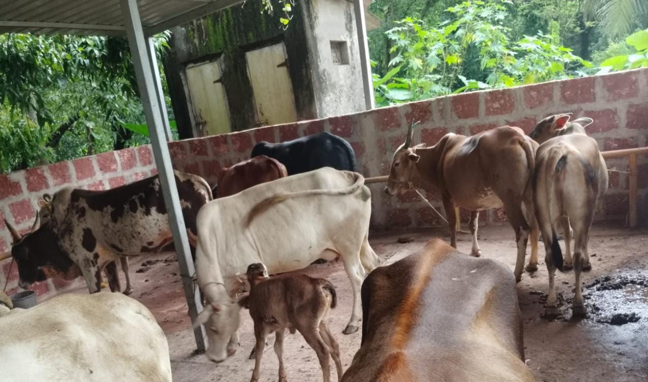 मालवण नगरपालिकेकडून मोकाट जनावरे पकडण्याची मोहीम