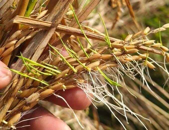 अवकाळी पावसामुळे नुकसान झालेल्या बाधित क्षेत्राचे पंचनामे सुरु