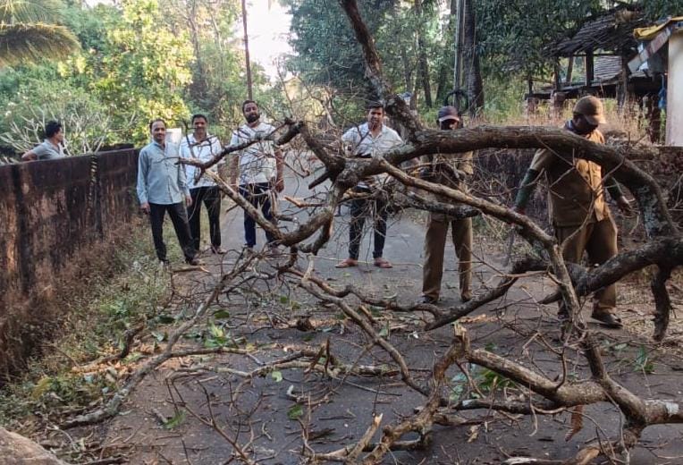धुरीवाडा मार्गांवर पडलेली मोठी फांदी हटवून मार्ग केला मोकळा