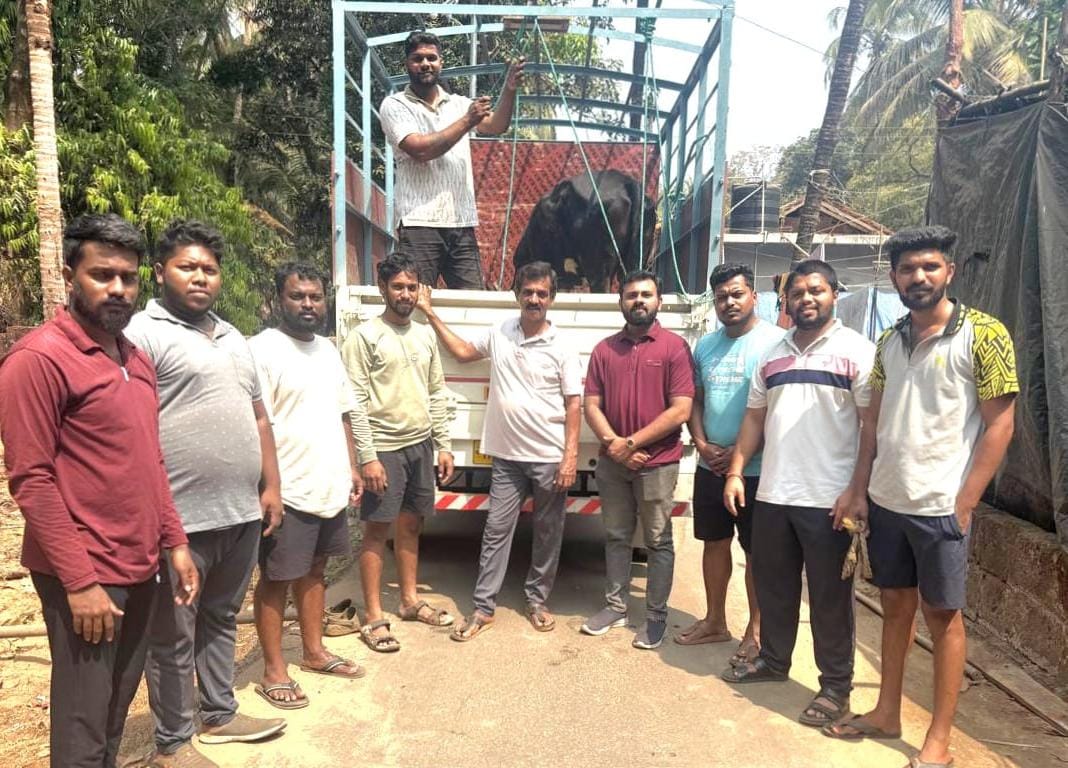 पायाला दुखापत झालेल्या गायीला सुरक्षित निवारा