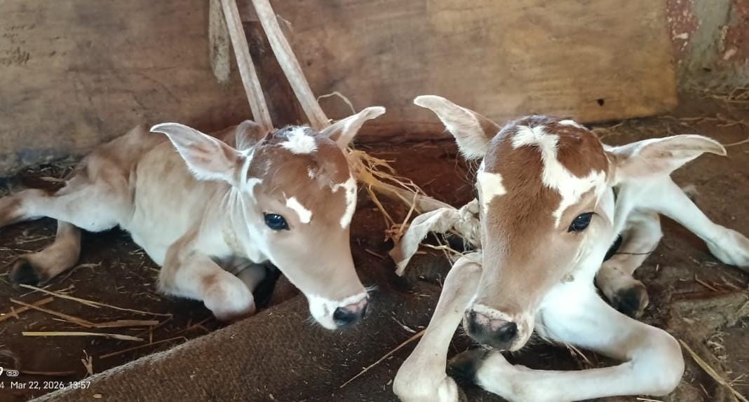 गाईला दोन वासरे होण्याची दुर्मिळ घटना