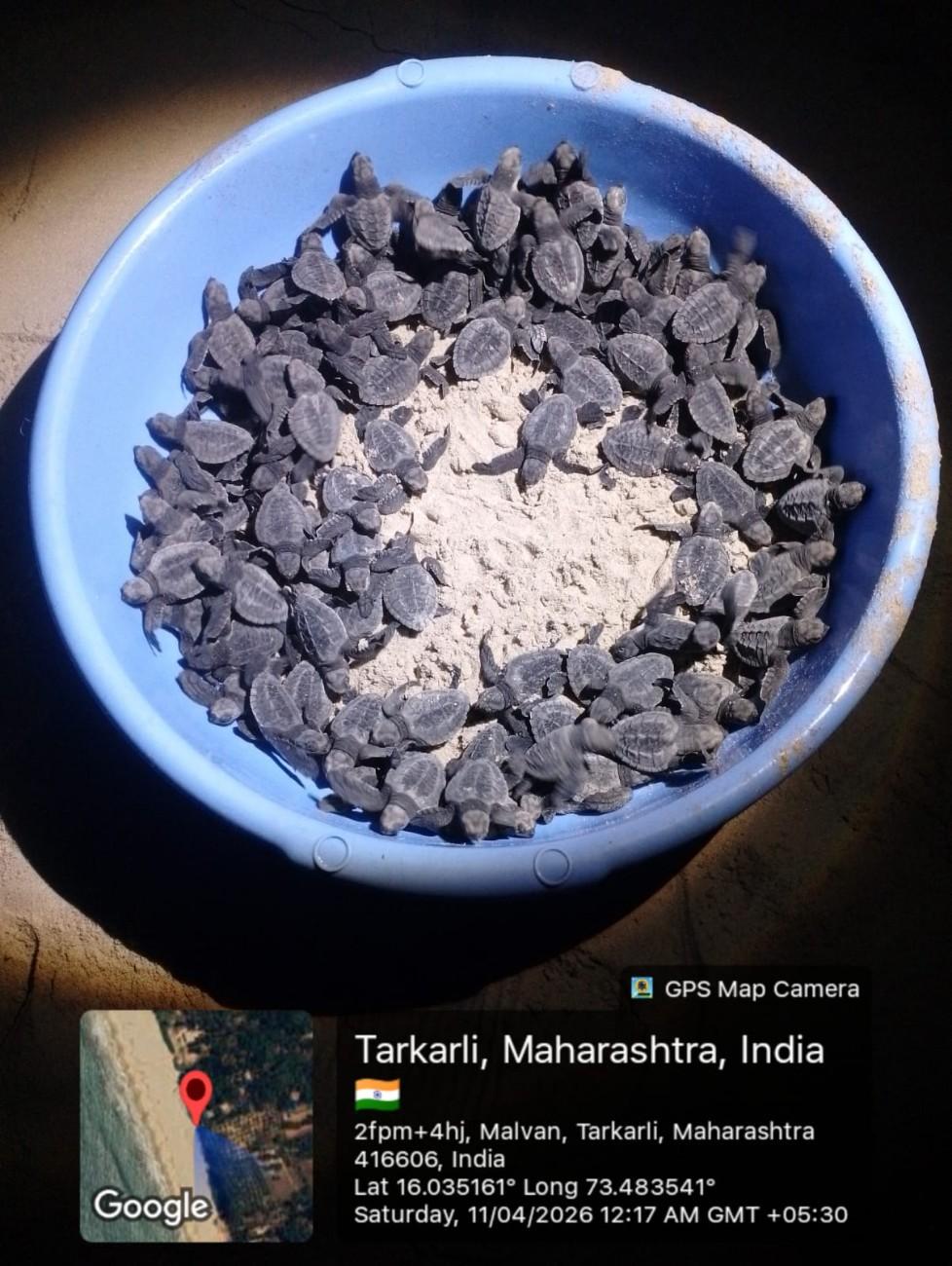 ऑलिव्ह रिडले या समुद्री कासावाची एकूण ९५ पिल्ले अंड्यांमधून बाहेर
