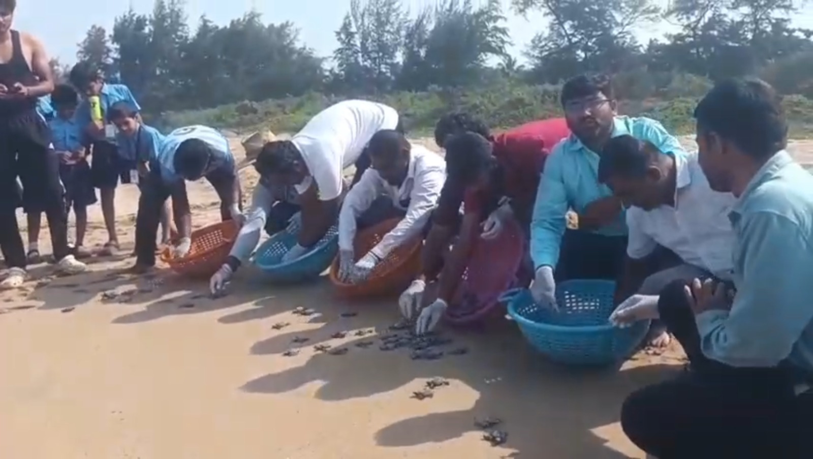 ऑलिव्ह रिडले या समुद्री कासावाची एकूण २४७ पिल्ले अंड्यांमधून बाहेर..!