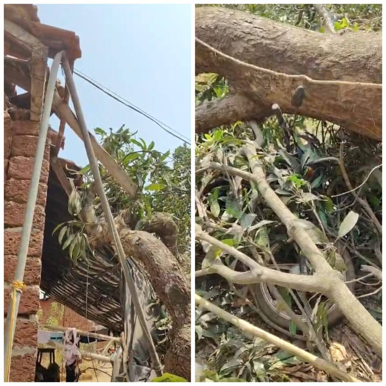 हापूस आंब्याचे मोठे झाड कोसळून घराच्या दर्शनी भागाचे व मोटरसायकलचे नुकसान…