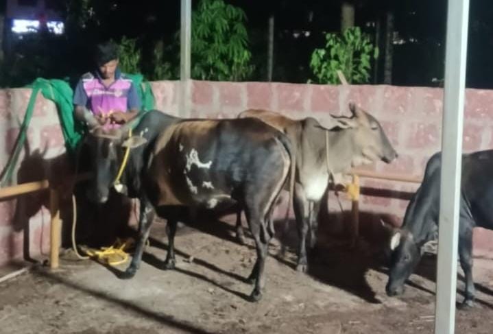 मोकाट गुरांविरोधात मालवण नगरपरिषदेची कारवाई मोहीम.. 