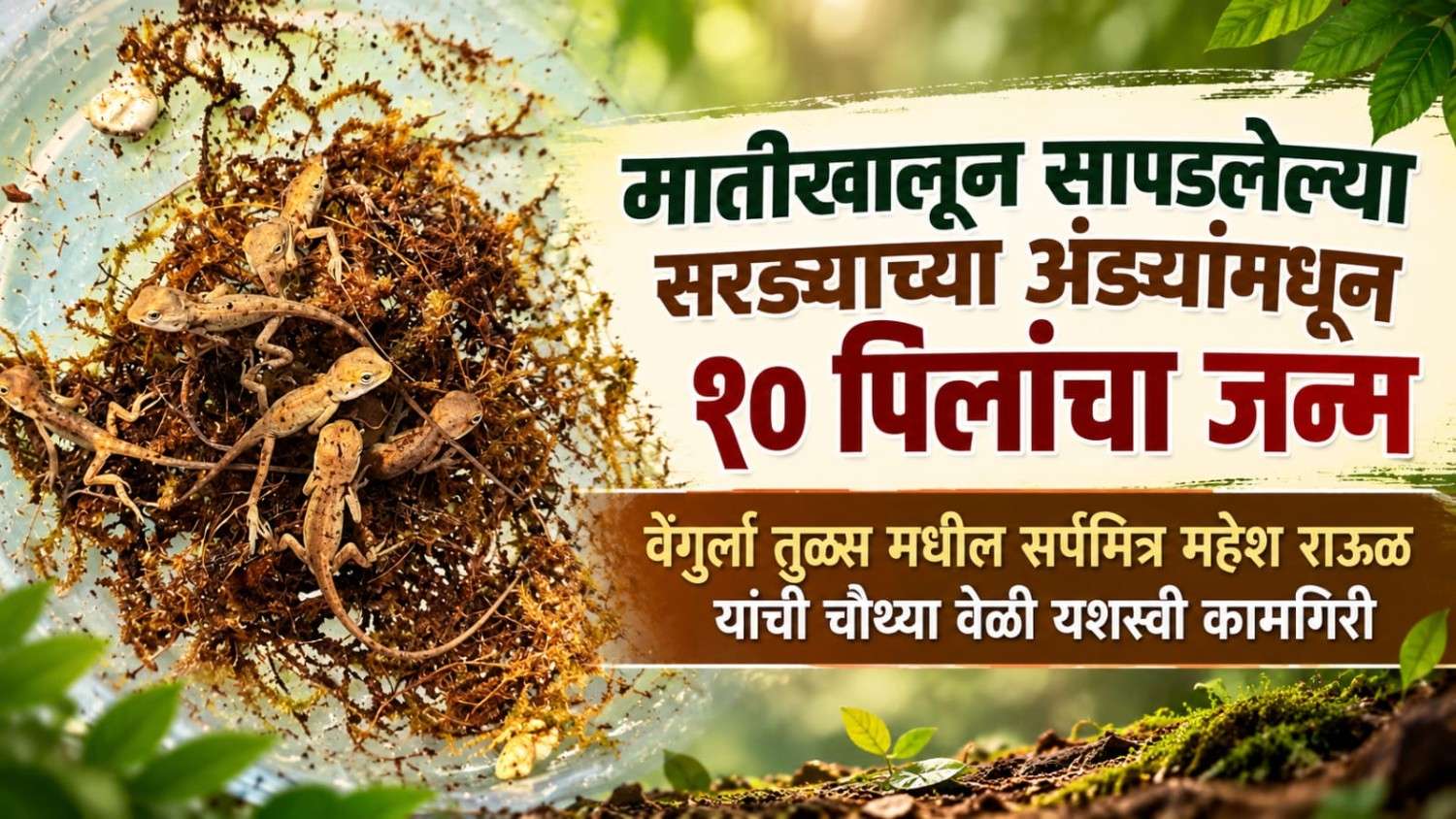 मातीखालून सापडलेल्या सरड्याच्या अंड्यांमधून 10 पिलांचा जन्म