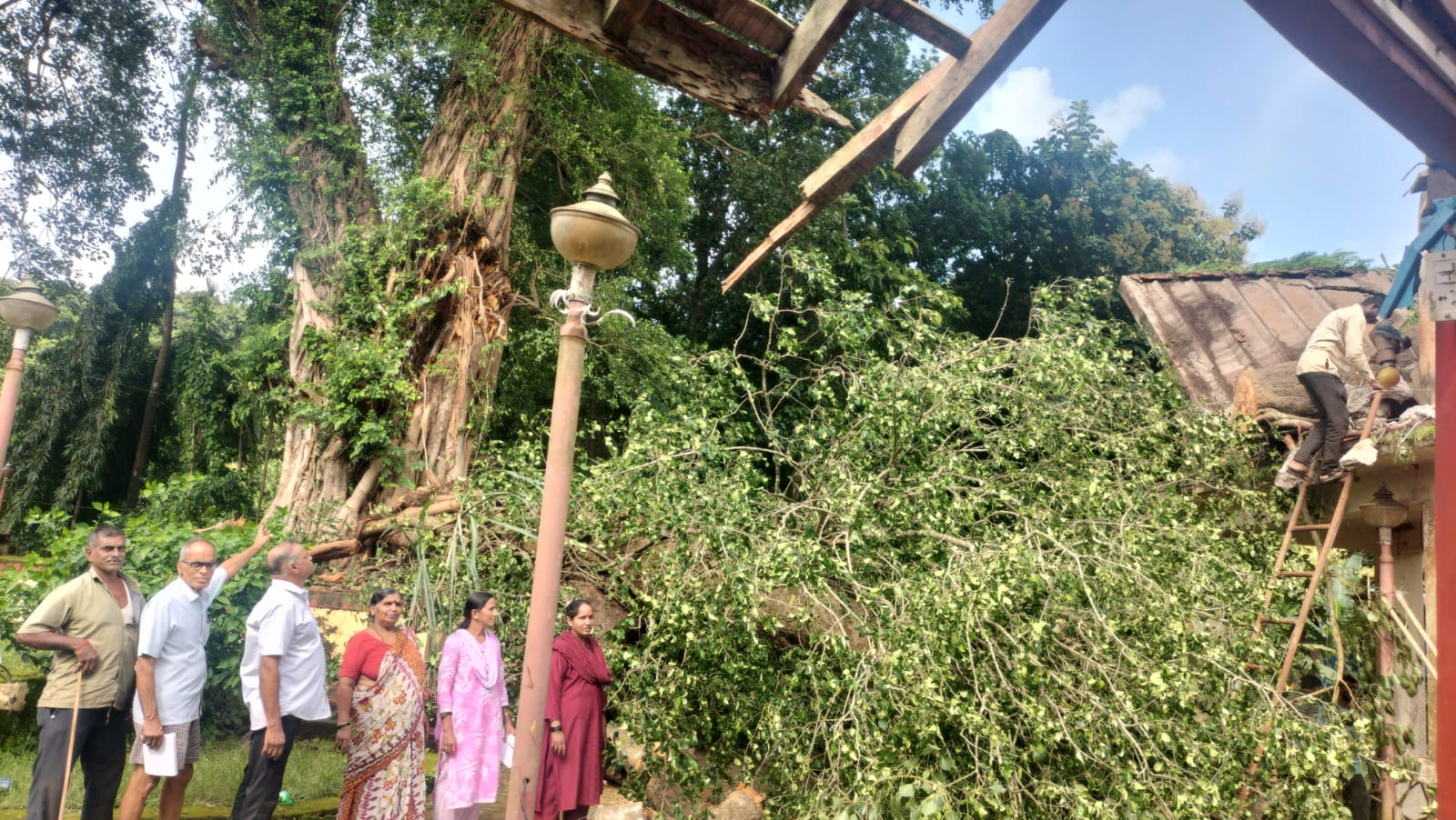 ३५० वर्षे जुन्या पिंपळाची भलीमोठी फांदी कोसळली
