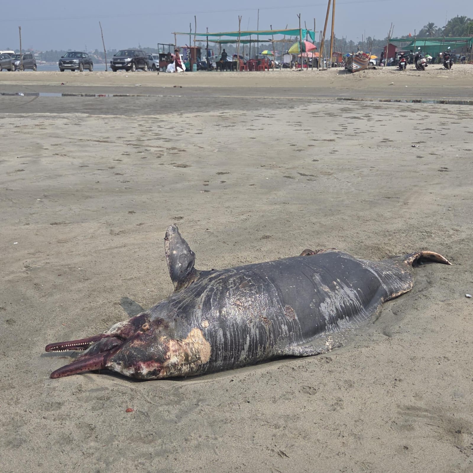 दांडी किनारी मृतावस्थेत आढळला डॉल्फिन